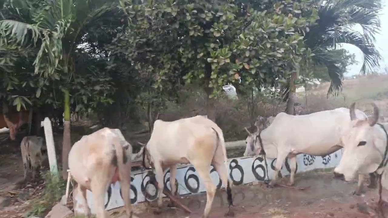 #Ma Oore Kothapally Song glimpse #Written by Praveen Dumpala #మా ఊరు #మా పల్లె పాట 