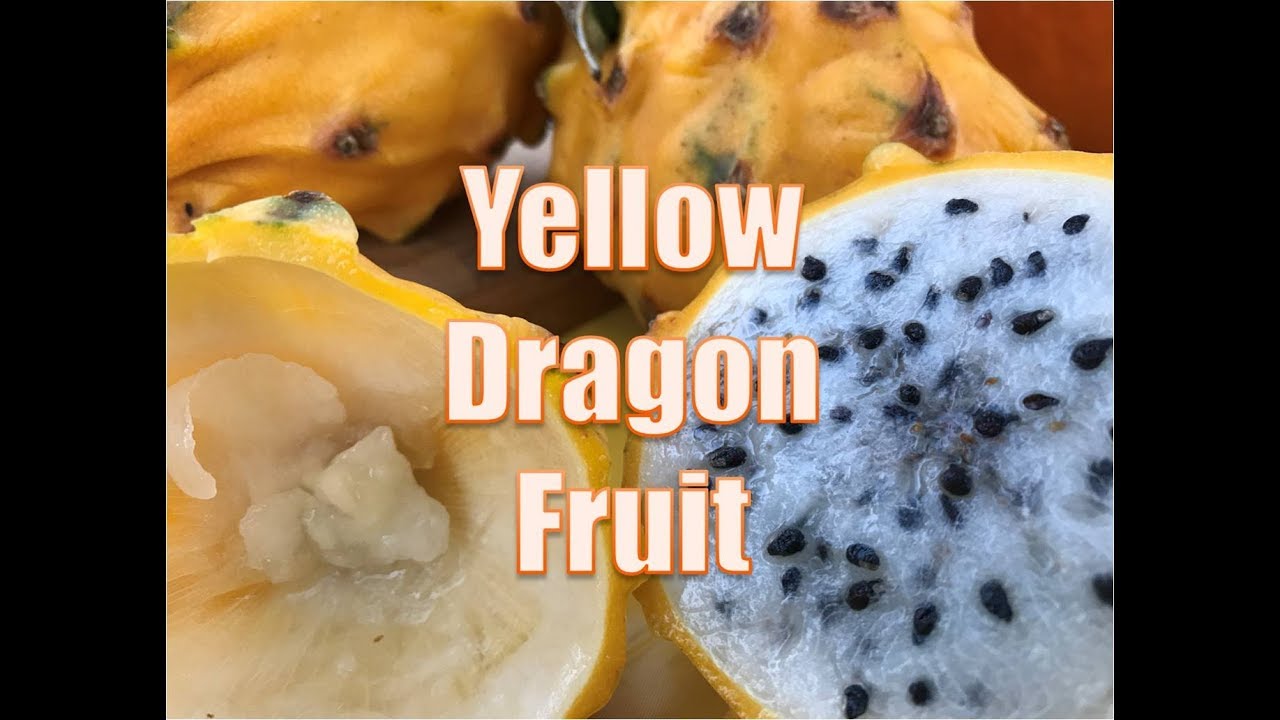 Unusual Foods # 42 Yellow Dragon Fruit