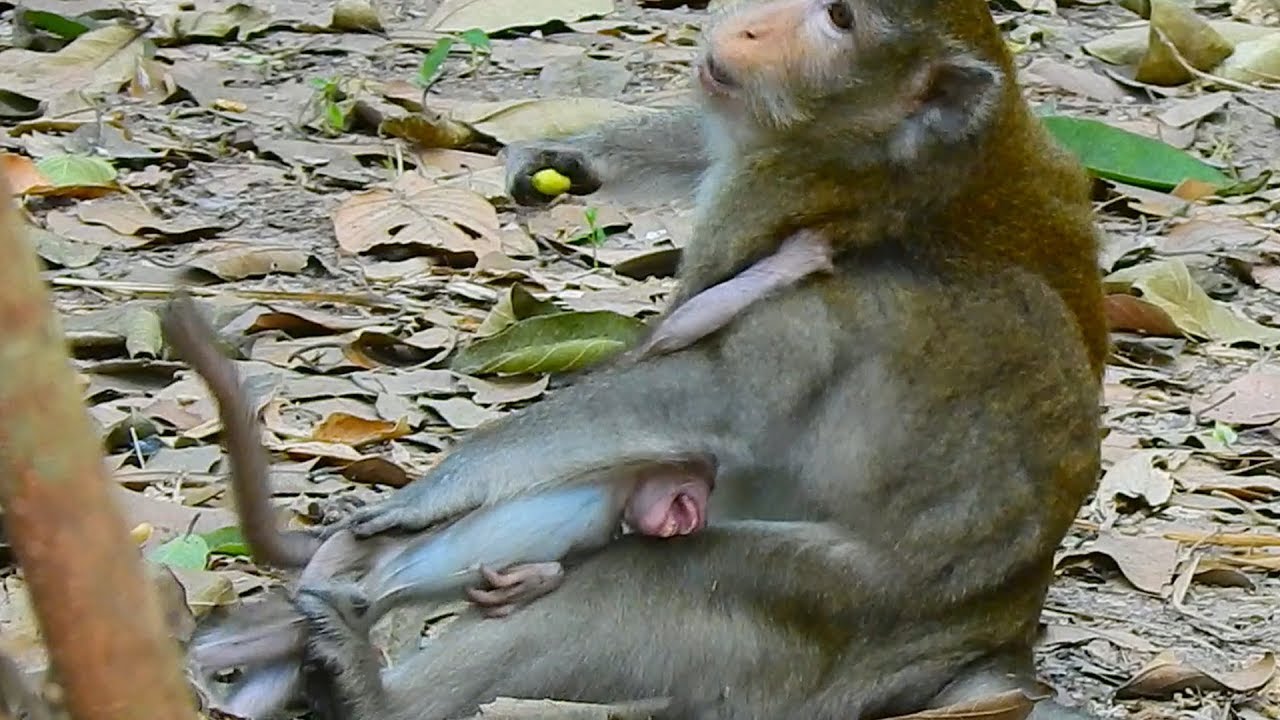 Life no love, less care from mom, pity baby monkey Alba mom heart less Abla try hard to get milk