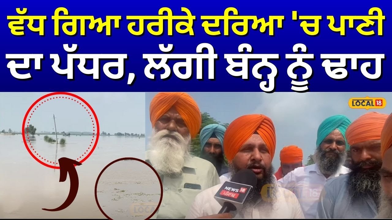 Harike Flood Update Live|ਵੱਧ ਗਿਆ ਹਰੀਕੇ ਦਰਿਆ 'ਚ ਪਾਣੀ ਦਾ ਪੱਧਰ, ਲੱਗੀ ਬੰਨ੍ਹ ਨੂੰ ਢਾਹ |Tarn Taran #local18