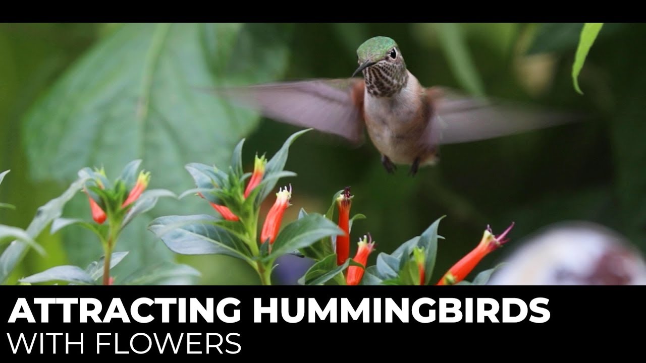 The Best Hummingbird Flowers - #2 Firecracker Plant aka Cigar Plant