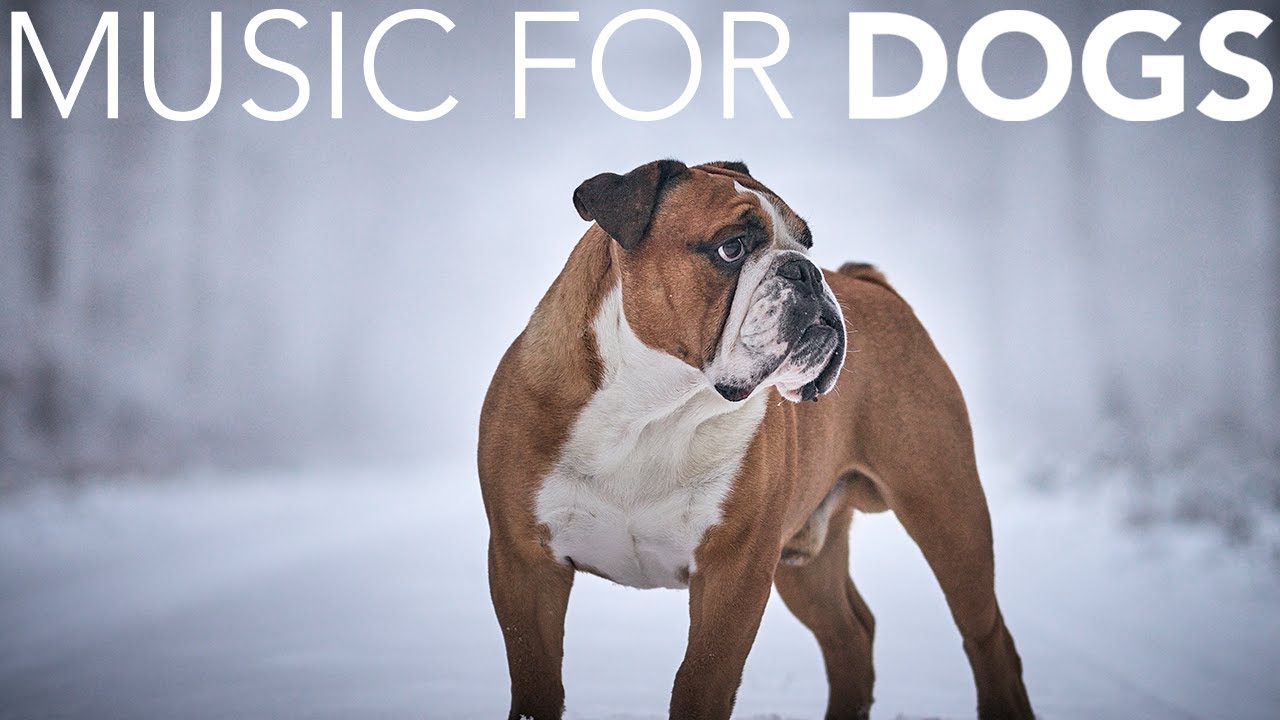 10 HOURS of Dog Relaxing Music 💖🦮 Relaxing Music to Calm Your Dog Fast