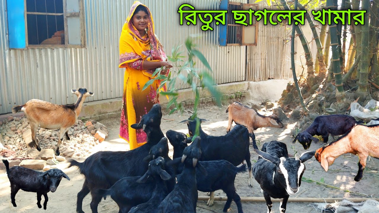 Black Bengal Goat Farm