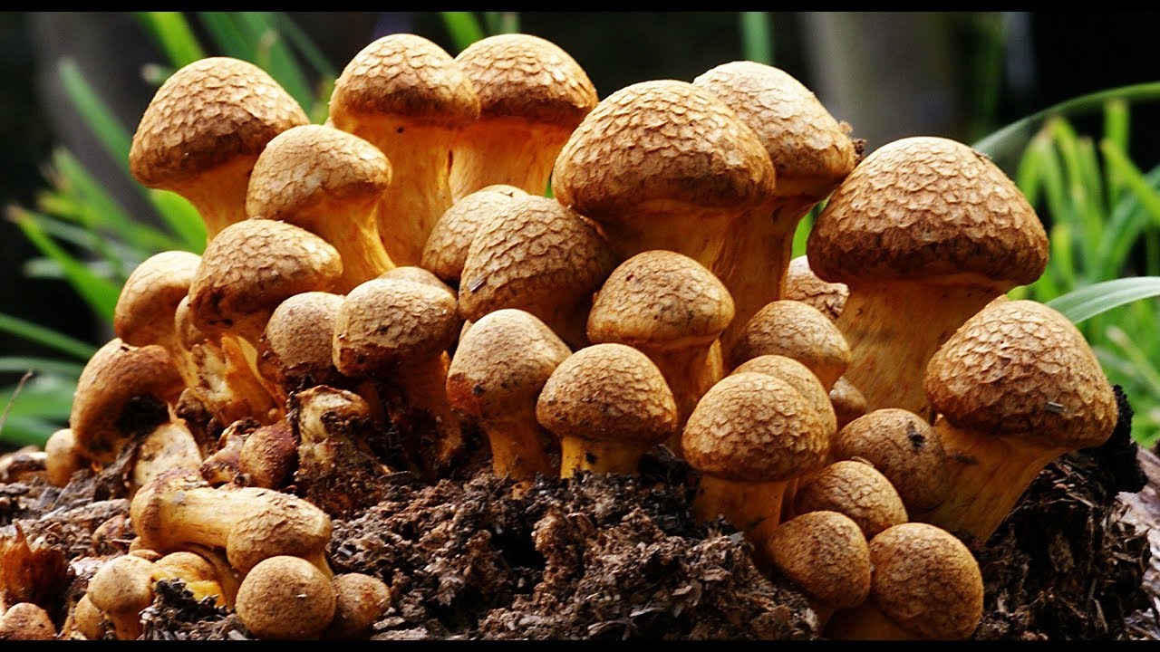 The Stress Relieving Properties of Mushrooms