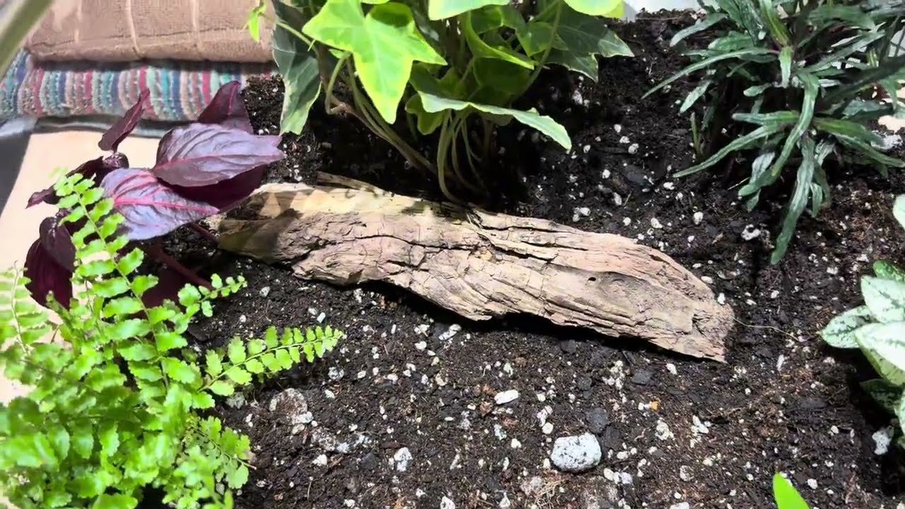 Easy Terrarium Setup:#plants #houseplants #terrarium 