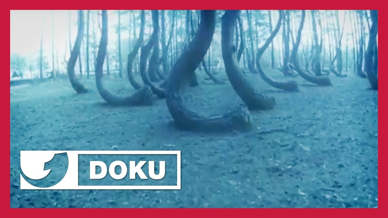 Der geheimnisvolle Wald der verrückten Bäume | Doku