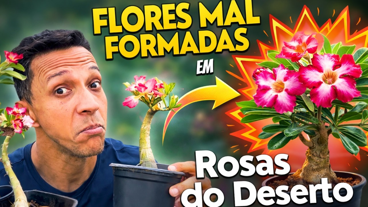 Flores deformadas em Rosas do Deserto!