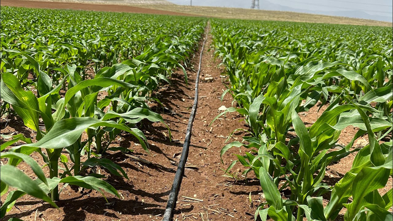 Hedef 2100 kg gübreleme başladı takipte kalın
