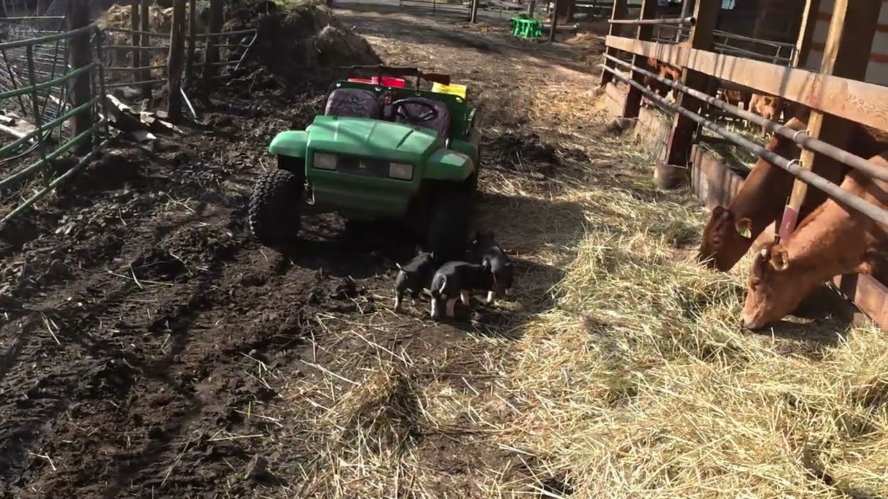 Berkshire piglets escape, Cow in labor.