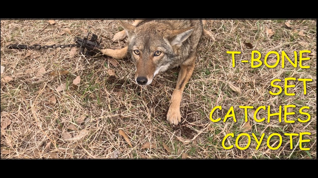 T-BONE SET CATCHES COYOTE  COYOTE TRAPPING  #trapping #coyote #predatorcontrol #dirthole #fox