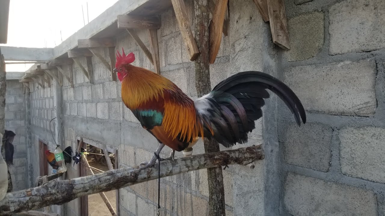 Qaib qus daj pom 1 (F1) khav heev li lawm