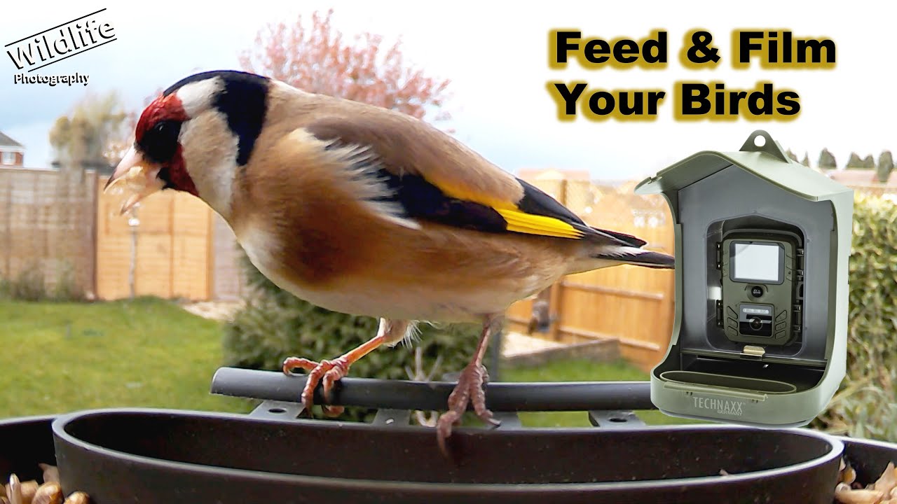 Bird Feeder Camera | Technaxx - TX-165 | UK Wildlife and Nature Photography