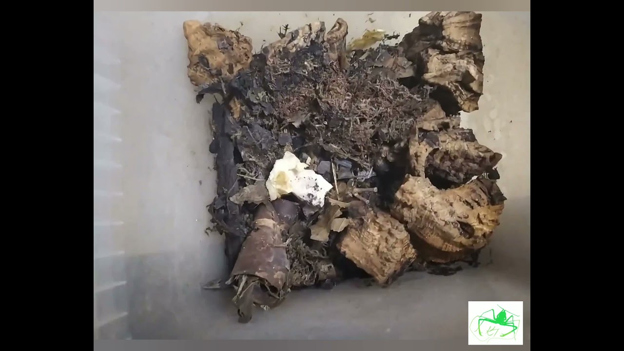 Charinus acosta ahogy én tartom...