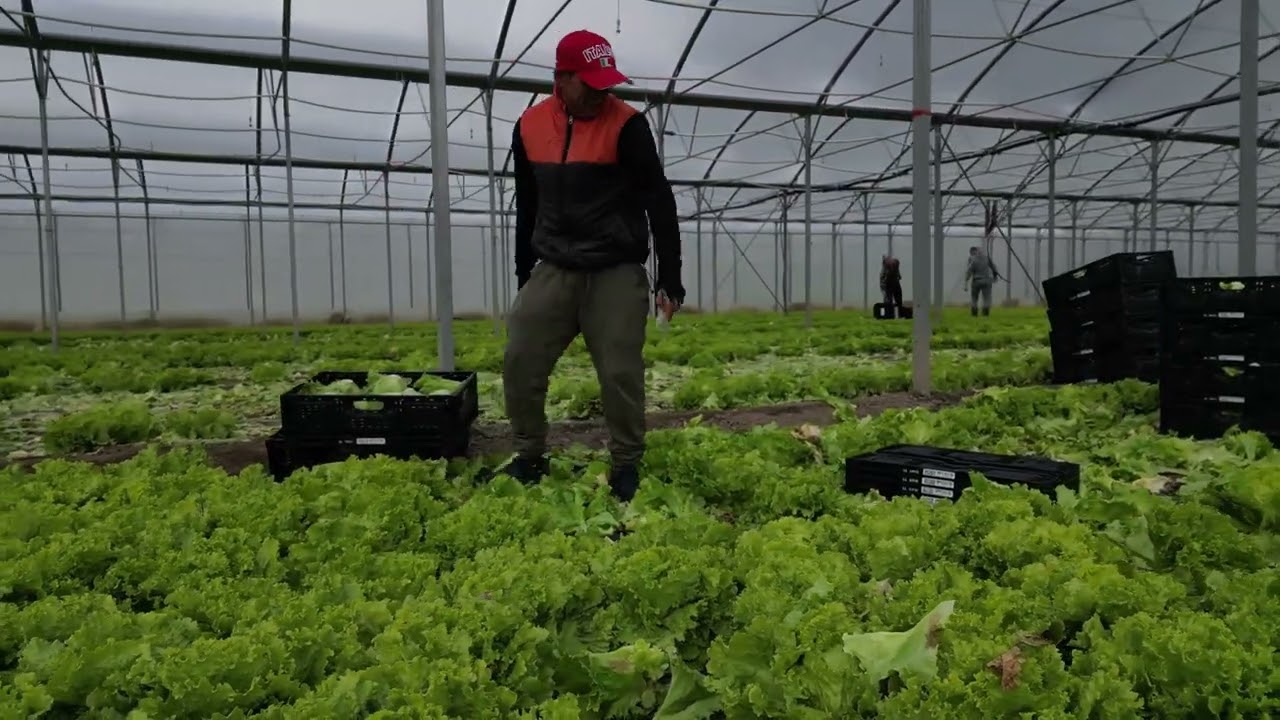 Salat und Radieschen Ernte in Kematen (Ulrichshof Gemüse )