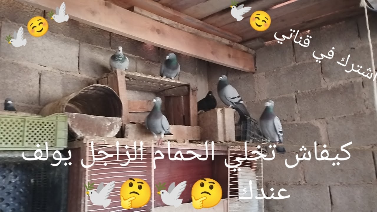 كيفاش تخلي الحمام الزاجل يولف عندك  🤔🕊️🤔🕊️