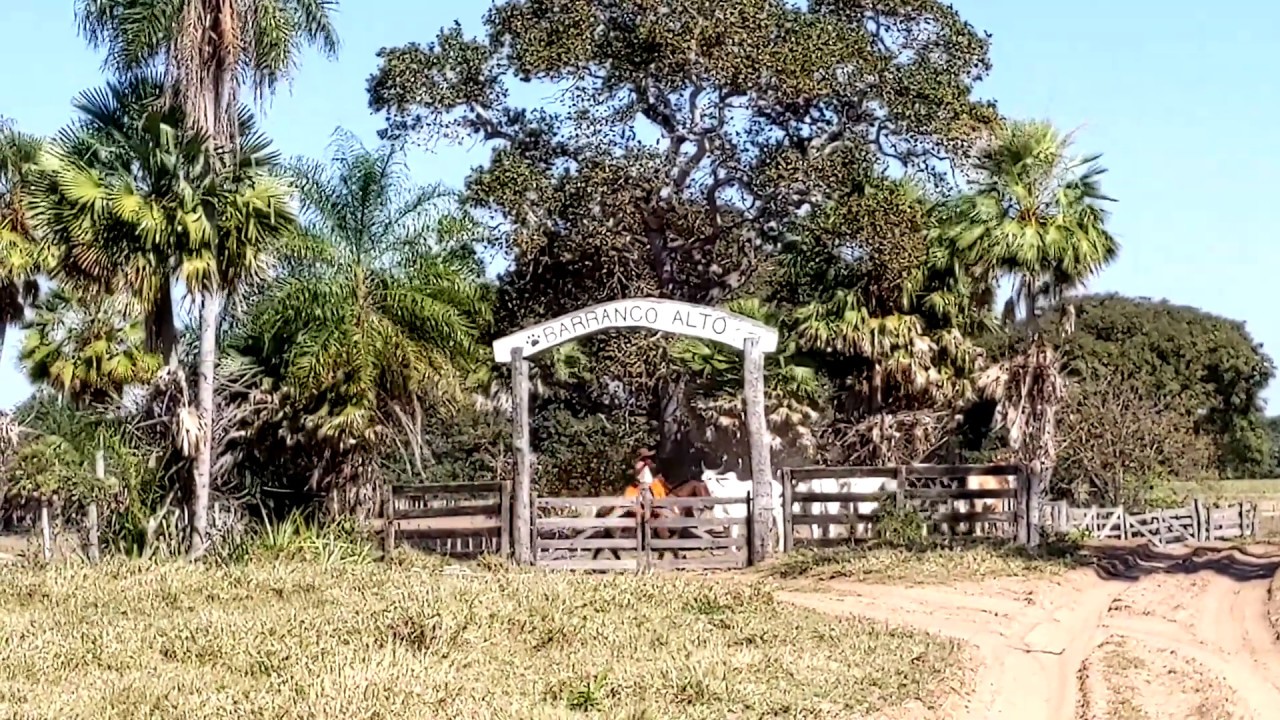 Barranco Alto, Pantanal, Brazil - Cattle & Cowboys on the ranch 2019 Jul. 12
