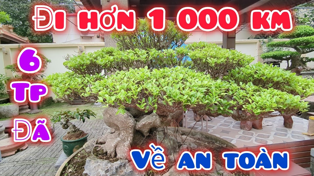 Vượt hơn 1 nghìn km 6 tác phẩm đã về đến nhà an toàn. Chia sẻ cho cả nhà cùng chiêm ngưỡng.