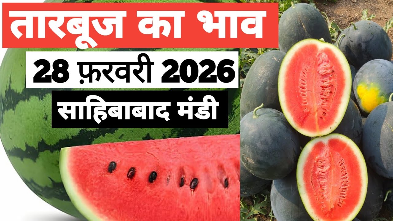 28 February 202626 🍉🍉तारबूज़ का भाव साहिबाबाद मंडी |today watermelon rates #tamatar #mandi #tarbooz 