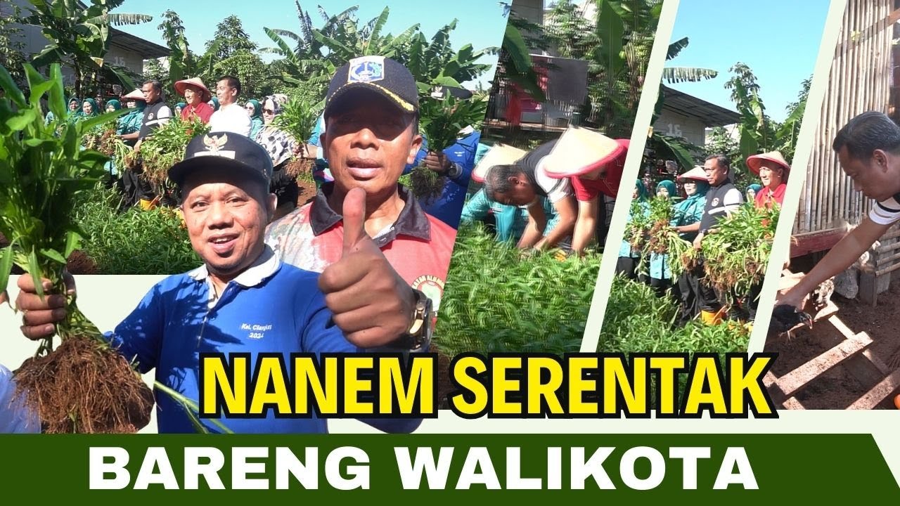 LUAS BANGET! LAHAN TANI CILANGKAP! Menanam Serentak Bersama Walikota Jakarta Timur