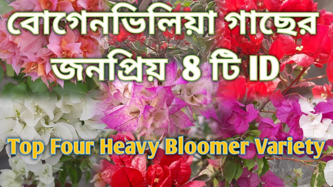 বোগেনভিলিয়া গাছের জনপ্রিয় 8 টি ID(Bougainvillea plants  popular 4 ID,Top Four Heavy Bloomer Variety)