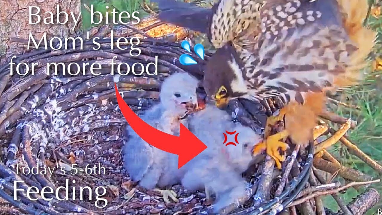 #44🦅🐥10°🐥10°／Falcon Nest 2025🇬🇧 Forestry England South Forest District／Powerd by WildlifeWindows