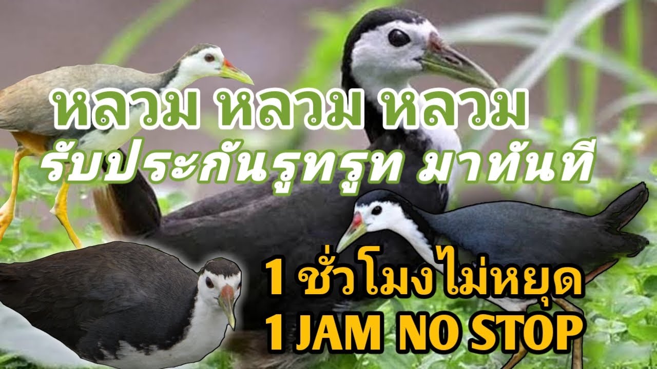 แน่นอนว่าเสียงนกในบึงหรือทะเลสาบหลวมๆ [] bird trap