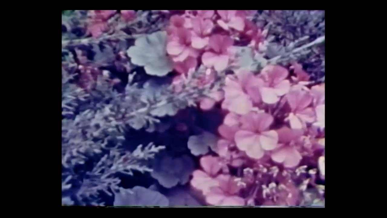 Jake Soffer - Rose Hymn (Official Video)