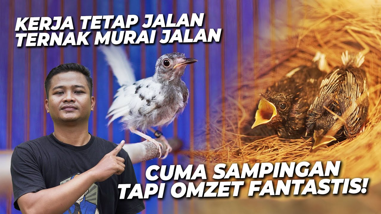 Kerjaan Utama Jalan, Duit Sampingan Ngalir! Pemuda ini kembangkan Peternakan Murai Ekor Panjang