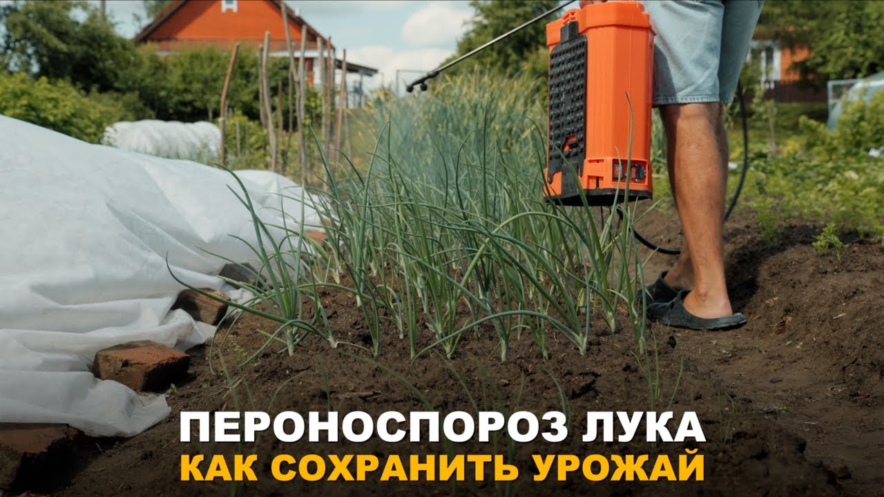 ОПАСНАЯ БОЛЕЗНЬ ЛУКА! Как избежать появление пероноспороза на луке, огурцах и кабачках!