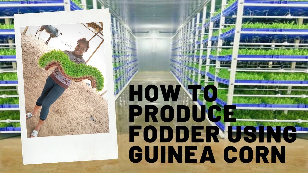 fodder production using grains in hydroponic systems, The African/Nigeria Method