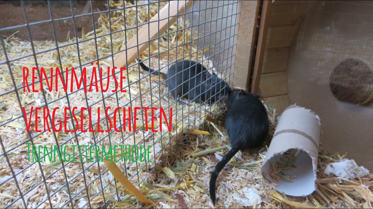 Rennmäuse Vergesellschaften 🐭❤  Adult x Adult ~ Trenngittermethode 🐭❤ MyGerbilsWorld