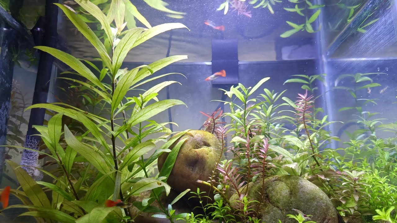 Relaxing plante tank vedio 😍#plantedtank #plantedtanks #plantedaquarium