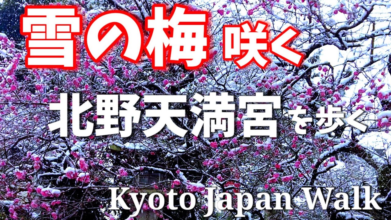2/21(火)雪の京都【絶景!雪の梅】梅の名所 北野天満宮を歩く【4K】Walking in Kyoto with snow plums