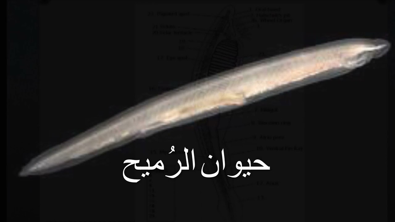 حيوان الرُميح