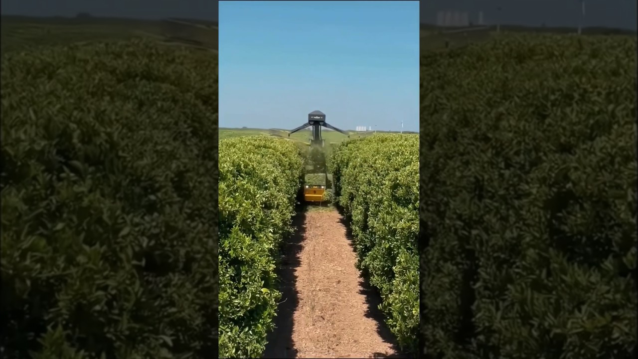 Powerful Tree Pruning Machines in Action | Modern Orchard Maintenance Technology