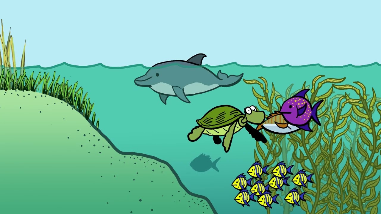 Fish Carbon - Exploring Marine Vertebrate Carbon Services