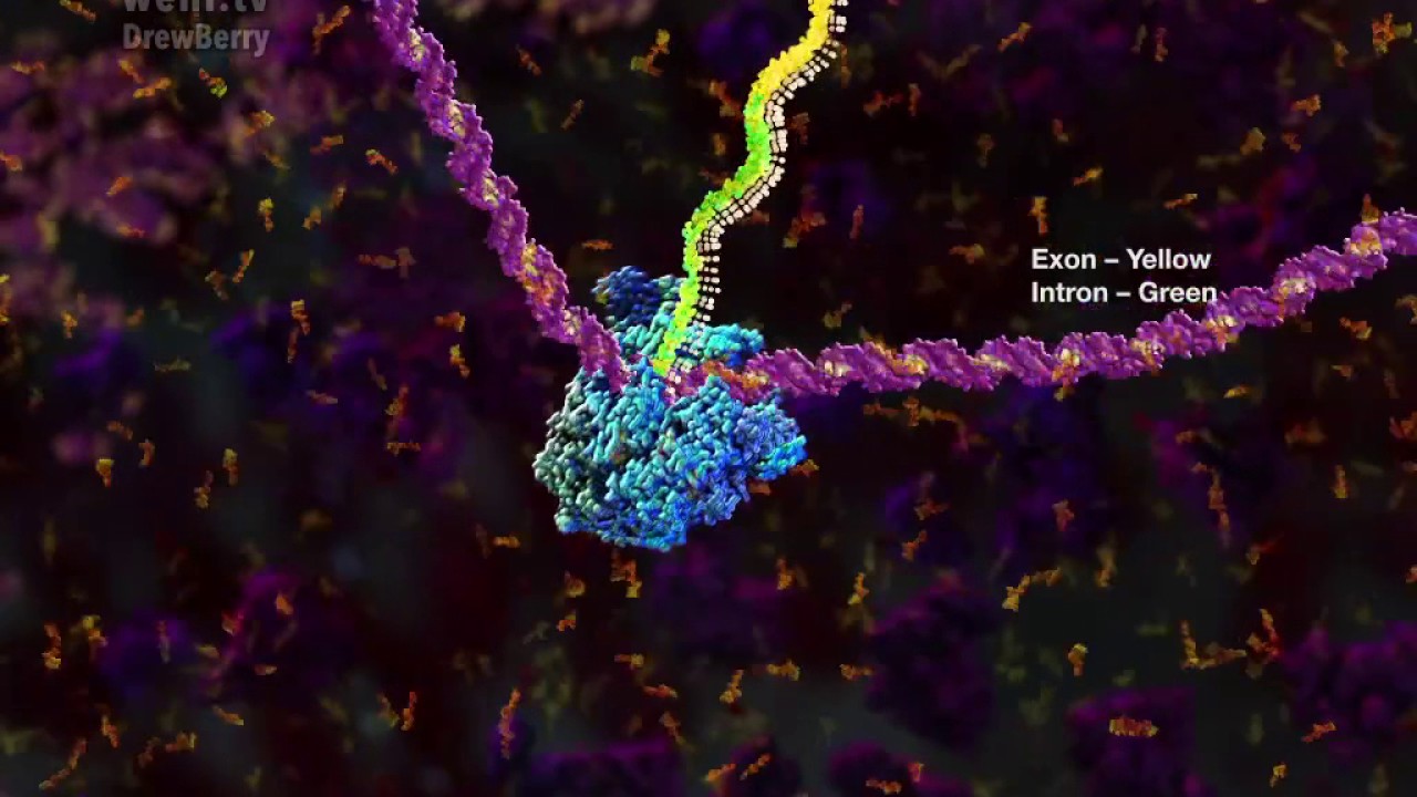 mRNA processing and the Spliceosome (2014) by Drew Berry wehi.tv