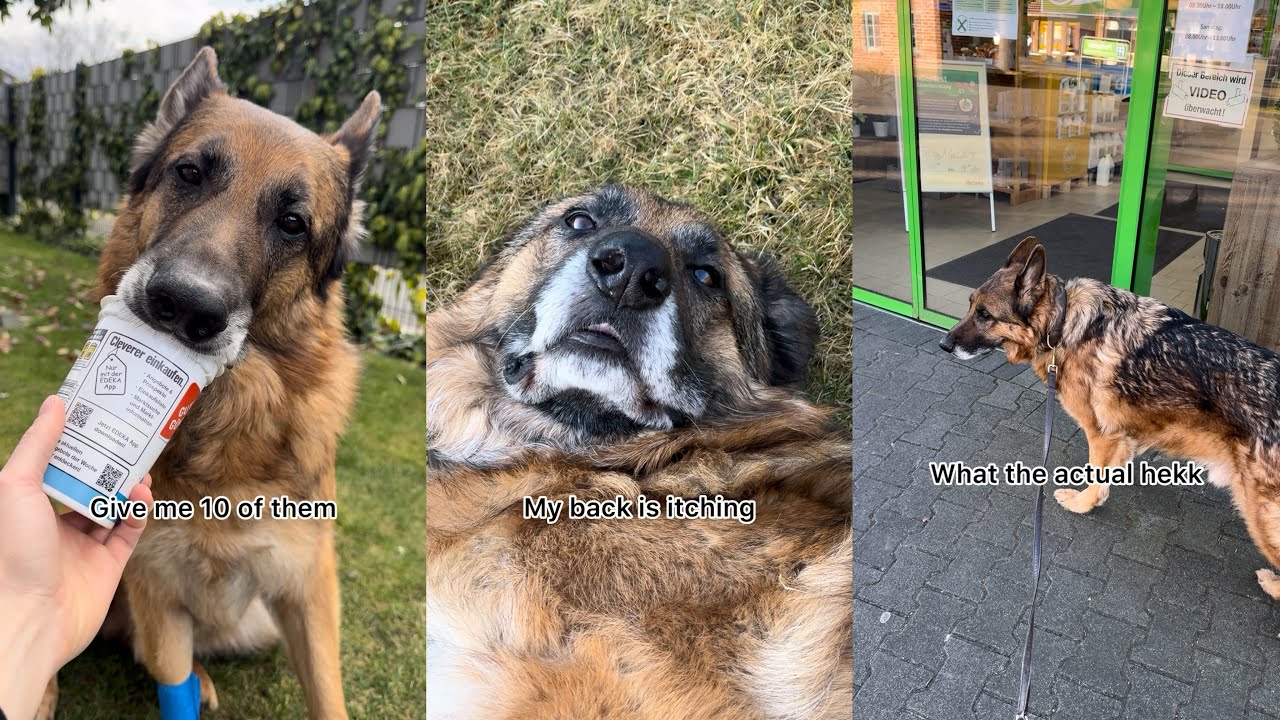 Start The Day With My German Shepherd
