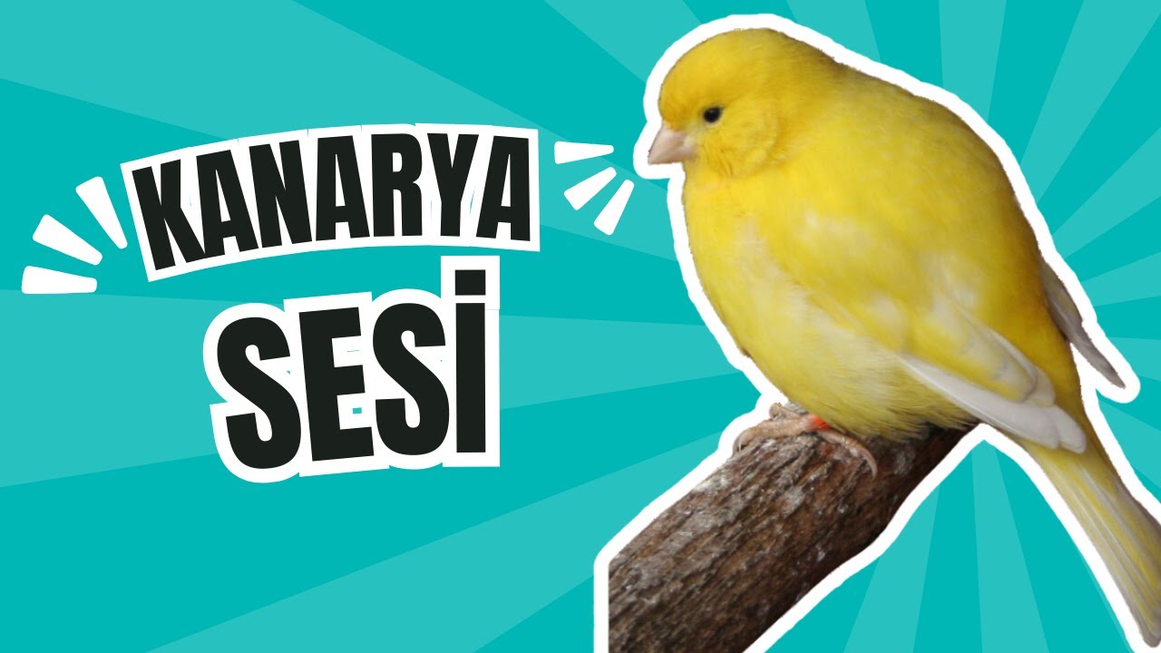 PROFESYONEL gibi şarkı söyleyen bir kanarya sesi ister misin? Bunu şimdi izle!