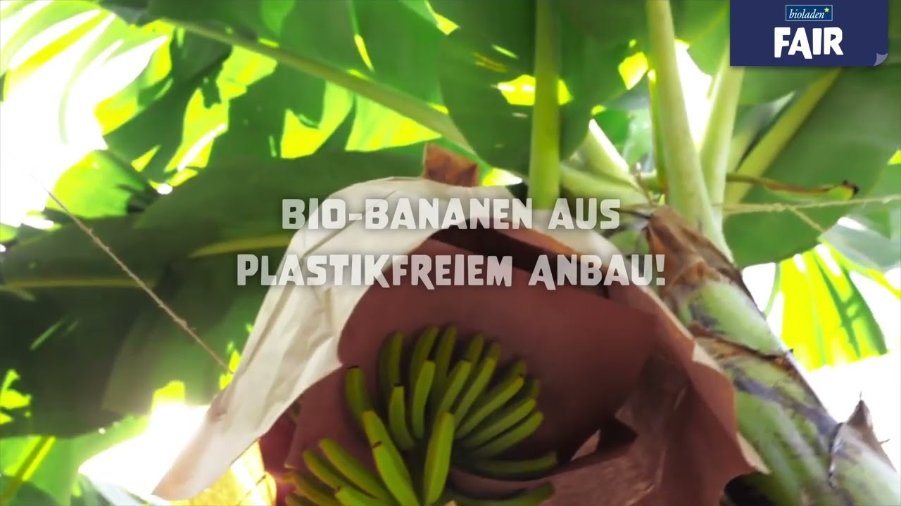 Bio Bananen aus Kolumbien - plastikfreier Anbau