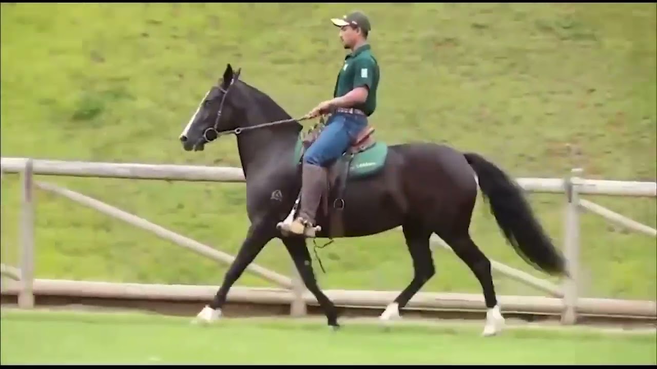 28 JAMAICA DO MORRO REDONDO