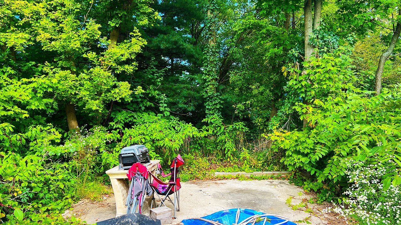 Grandparents STUNNED after their OVERGROWN YARD was mowed for FREE! Wait until you see this!!