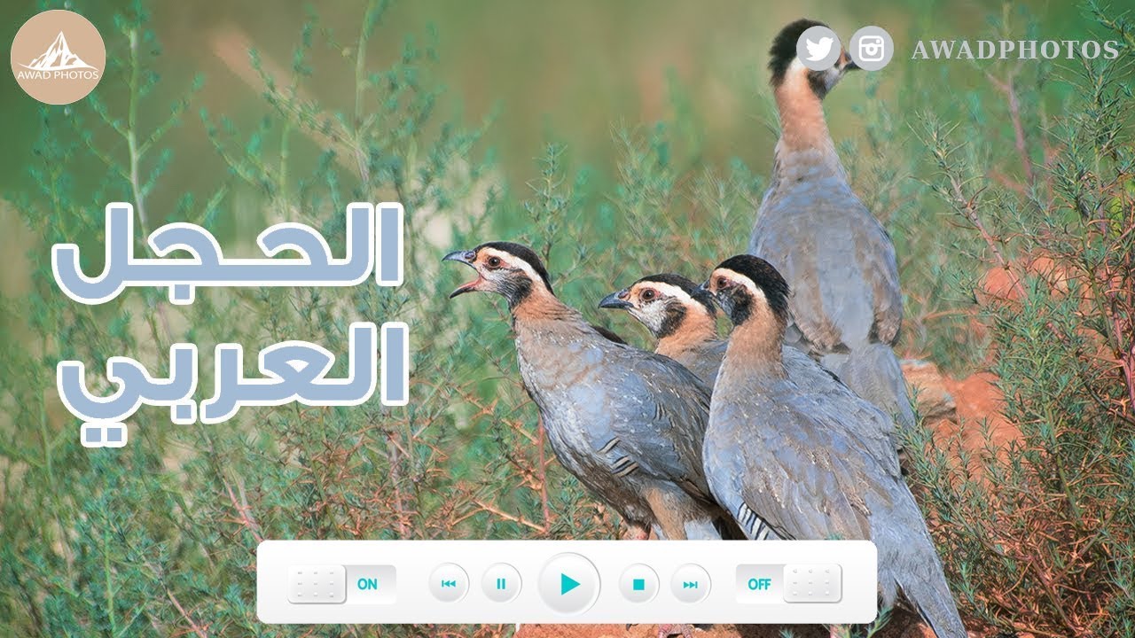 سرب من طيور الحجل العربي / Arabian Partridge / Alectoris melanocephala