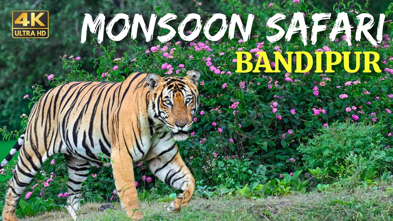 Monsoon Forest safari in Bandipur National Park | Beautiful forest in South India | Karnataka