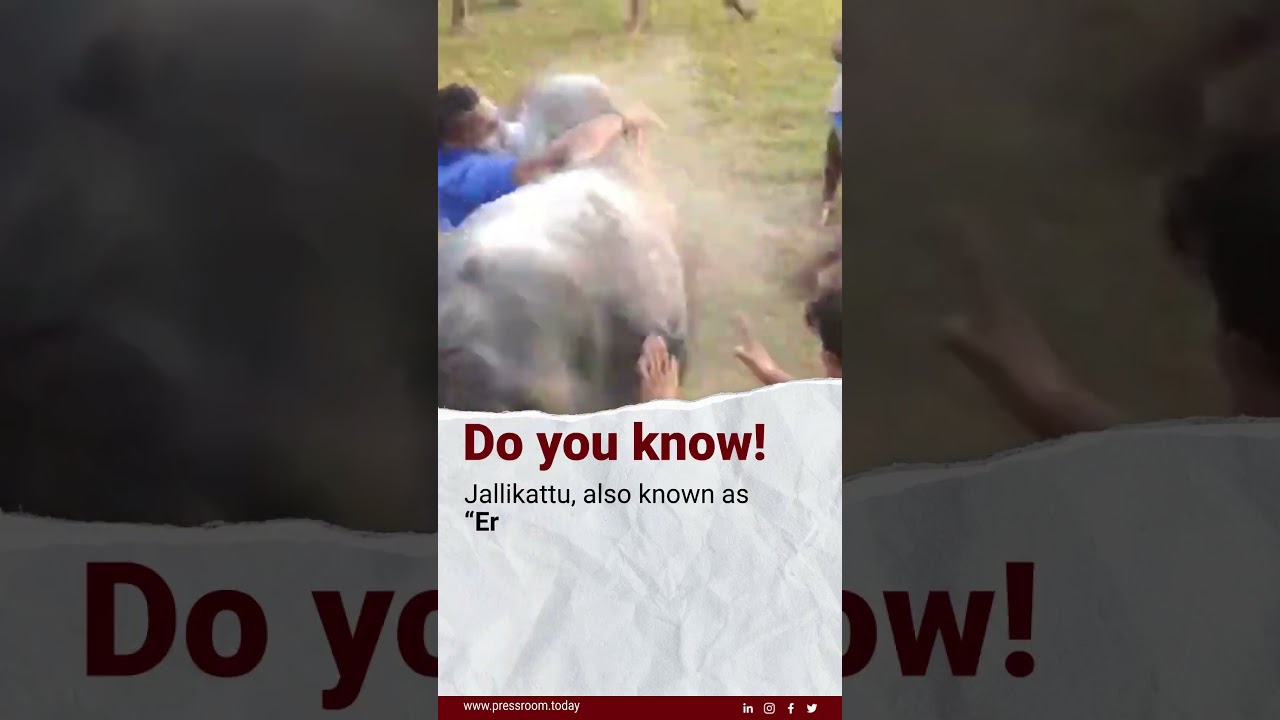 A five-judge constitution bench of SC has given the green signal to the bull-taming festival
