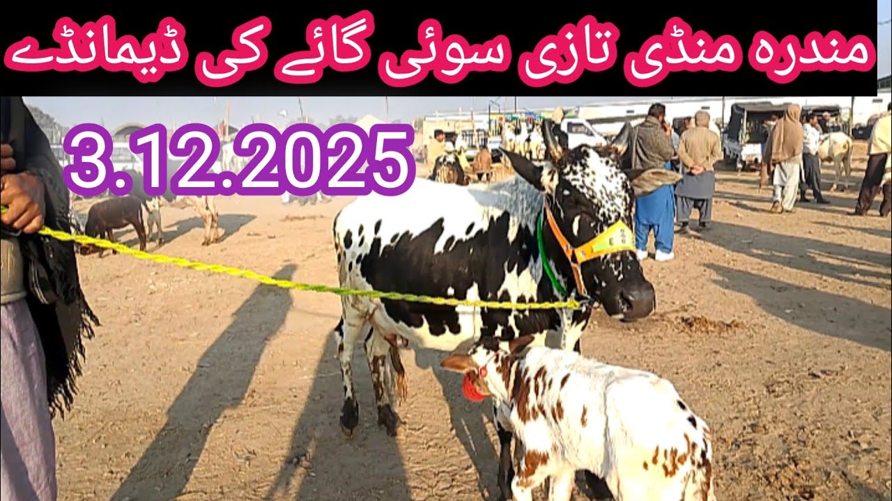 Mandra Mandi latest update 2025|Mandra Mandi New update| mandra Mandi today update 