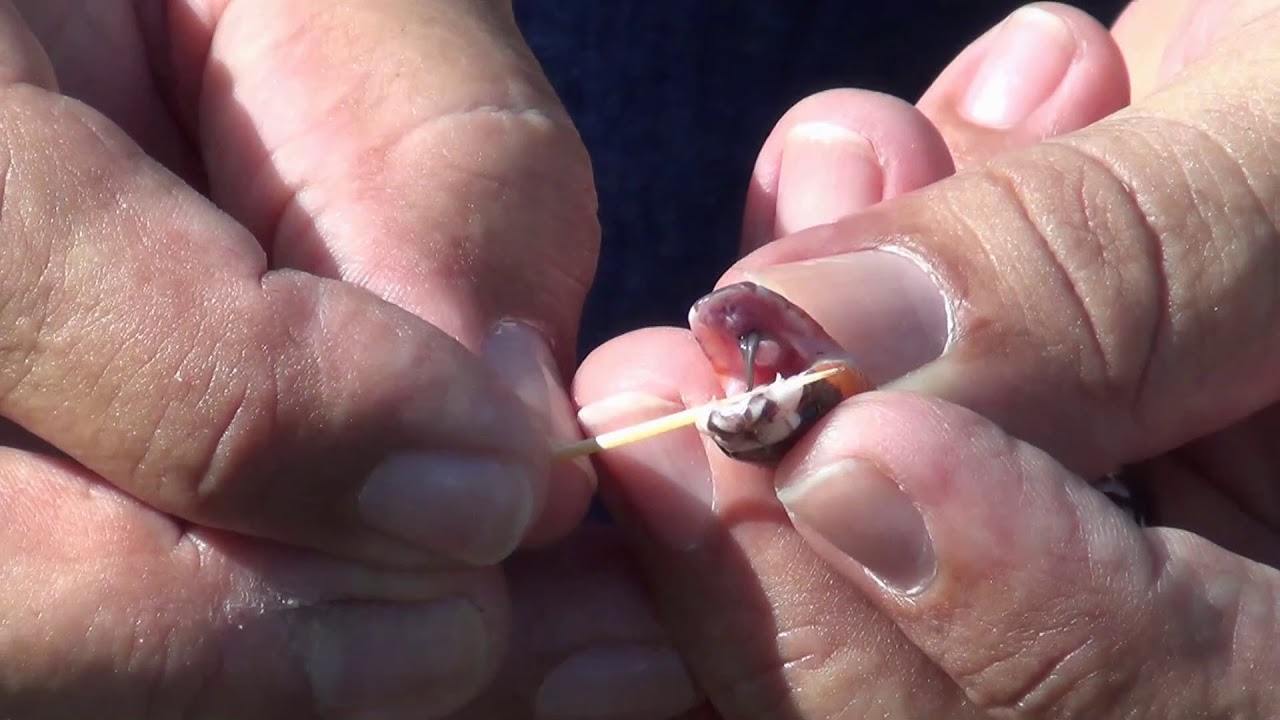 CONHEÇA TODAS AS VERDADES DA CORAL VERDADEIRA