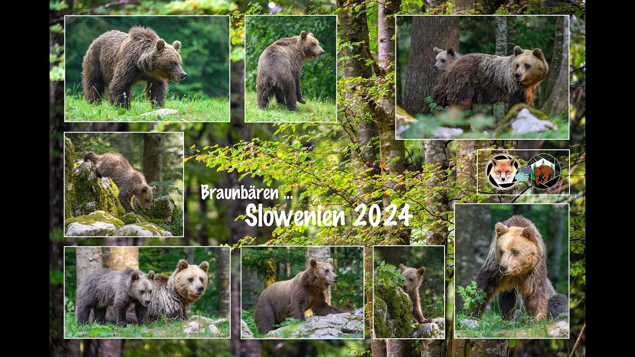 Bären Solwenien 2024