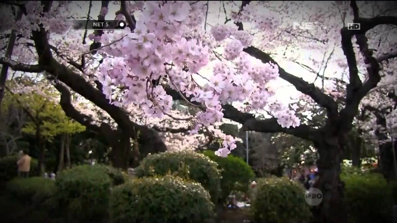 Pemprov DKI Jakarta Berencana Buka 40 Hektar Ruang Terbuka Hijau Baru - NET5