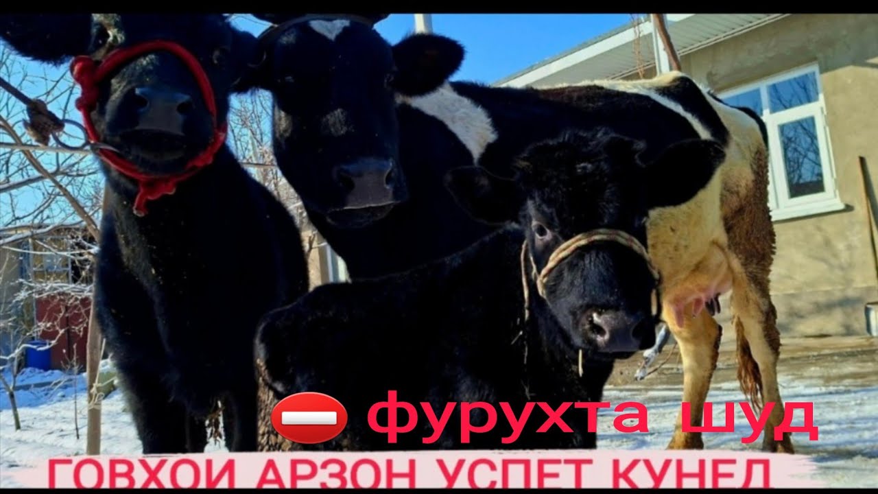 💁‍♂️ГУНОЖИН ВА ОЧА БАЧАИ АРЗОН ОЧАШ +БУГУЗ УСПЕТ КУНЕД 23.01.26 г